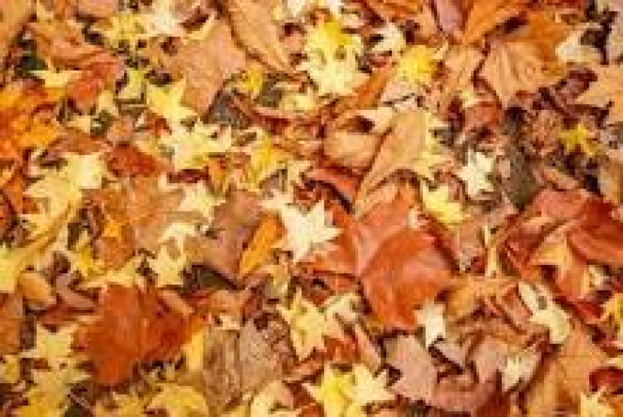 El oto&ntilde;o con sus hojas secas ti&ntilde;e de dorado las calles de la ciudad.