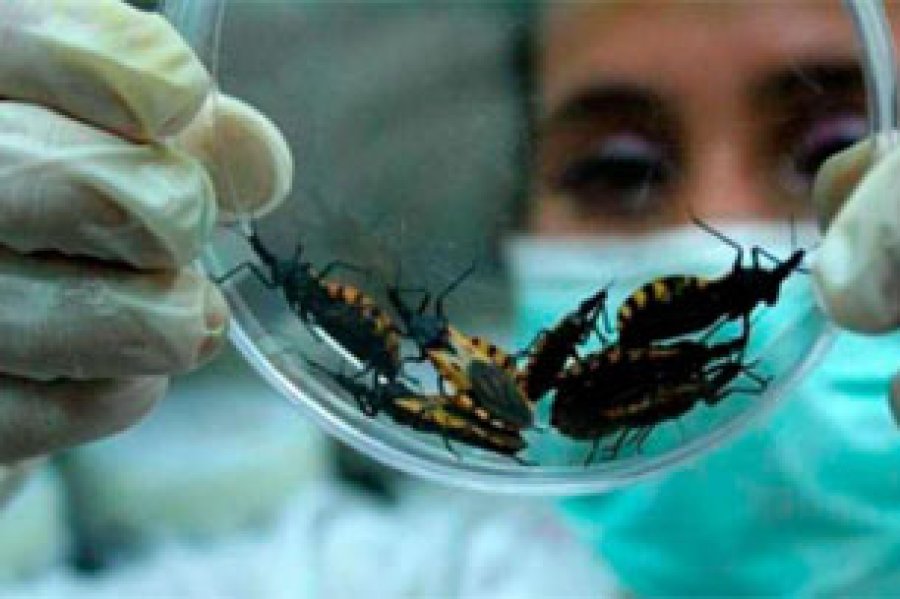 El Chagas es una enfermedad tropical que se trasmite por un insecto y que, sin tratamiento, puede provocar graves afecciones cardiacas y digestivas e incluso la muerte.