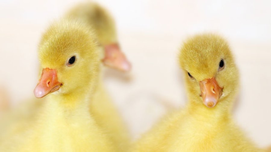 La mayor&iacute;a de los animales proviene de granjas destinadas a criar animales a utilizar con fines de experimentaci&oacute;n.