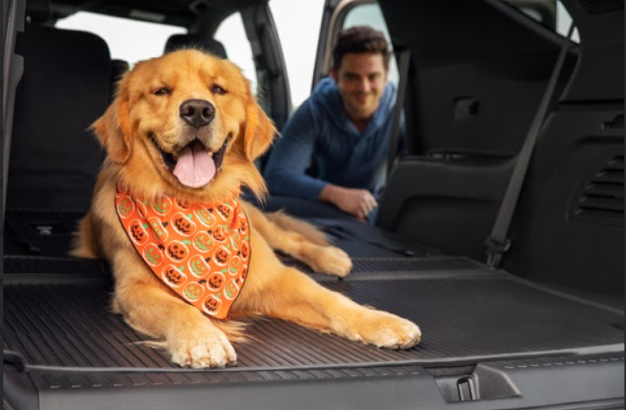 Actualmente, las mascotas ocupan un lugar relevante en la din&aacute;mica familiar y su cuidado implica tambi&eacute;n asumir responsabilidades asociadas a la seguridad y la prevenci&oacute;n de riesgos.