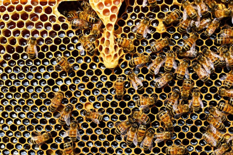 Las abejas no solo ayudan al planeta en la polinizaci&oacute;n de plantas sino que con su trabajo proporcionan al hombre diversos productos que tienen muchos beneficios para la salud.