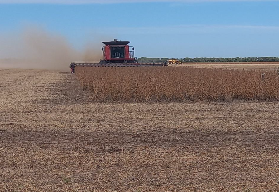 Lote con soja tard&iacute;a (de segunda) en pleno proceso de cosecha en el centro norte del departamento Castellanos.