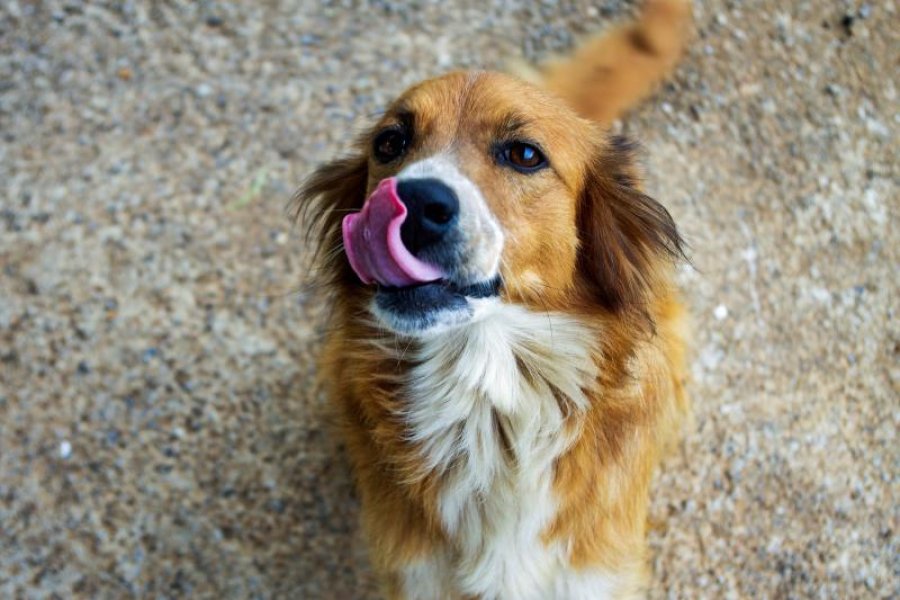 Los perros sin raza aguardan una adopci&oacute;n responsable.