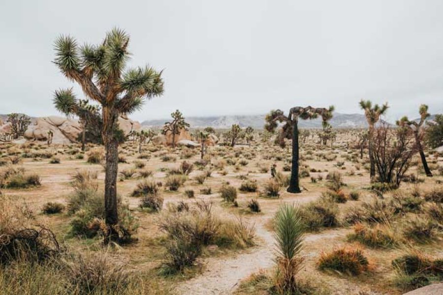 Hay desiertos naturales donde existe mucha biodiversidad y son sostenibles .