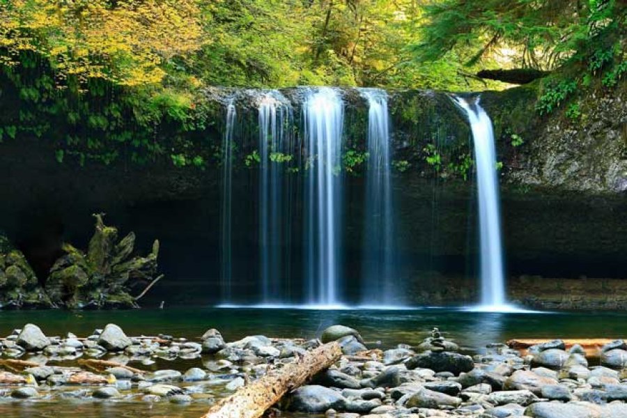 Los bosques tropicales cubren al menos el 3% del área terrestre.