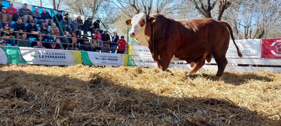 En las instalaciones feria de Emilia saldr&aacute;n a la venta m&aacute;s de 200 reproductores provenientes de m&aacute;s de 28 caba&ntilde;as.