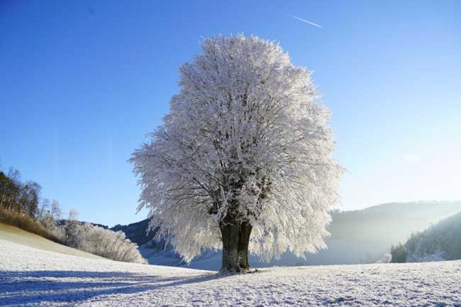Un &aacute;rbol cubierto de nieve.
