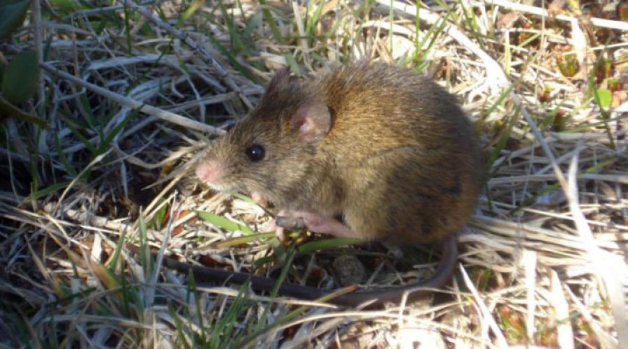 ALERTA SANITARIA. La provincia de Santa Fe registr&oacute; el primer caso confirmado de hantavirus.