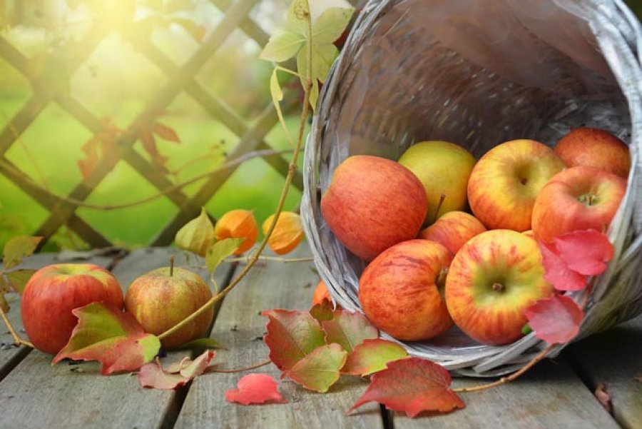 Contribuyen a mejorar la salud y la nutrici&oacute;n de las personas, as&iacute; como incrementar la biodiversidad y generar sostenibilidad ambiental.