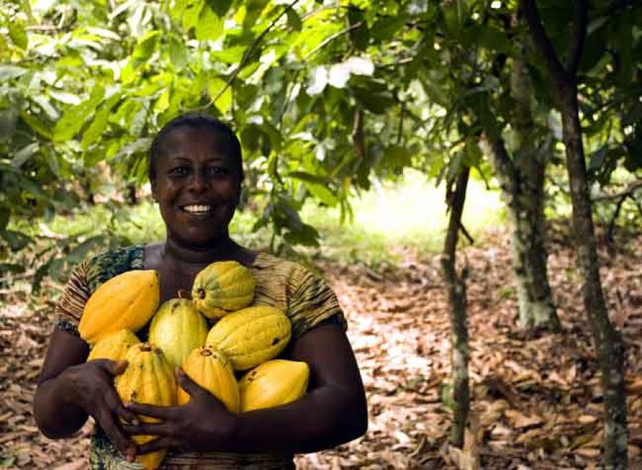 El consumo de cacao regula el rendimiento y capacidad intelectual y cognitiva.