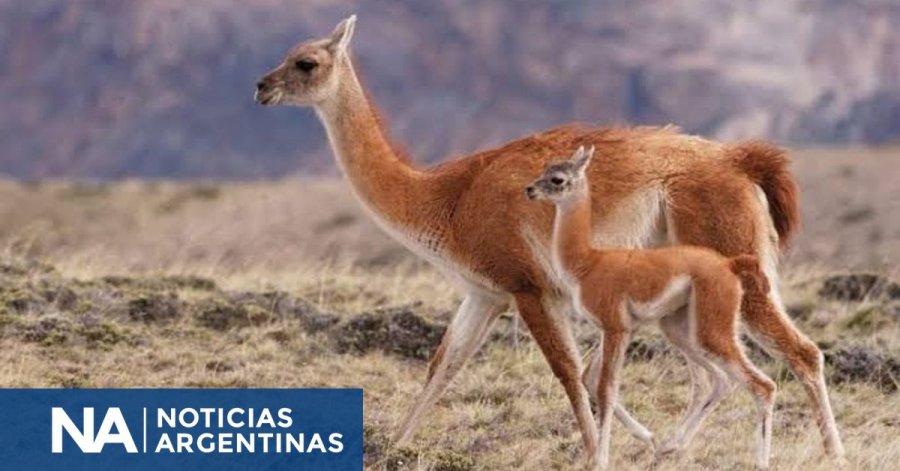 "CARNES SALVAJES".  Tras habilitar la venta de carne de burro, ahora avanzan con la de jabal&iacute; y guanaco.