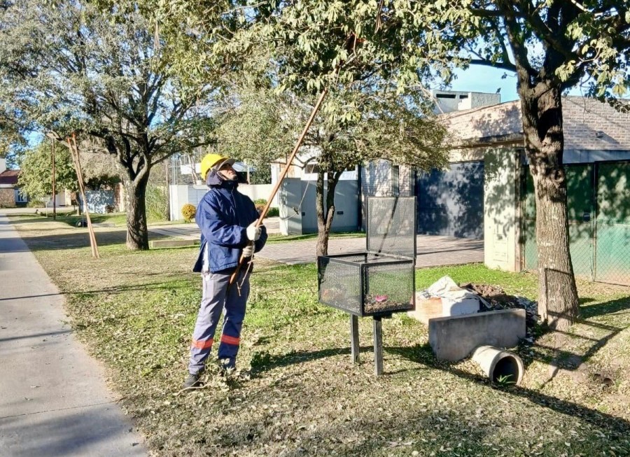 La Municipalidad de Rafaela avanza con el plan anual de mantenimiento del arbolado urbano.