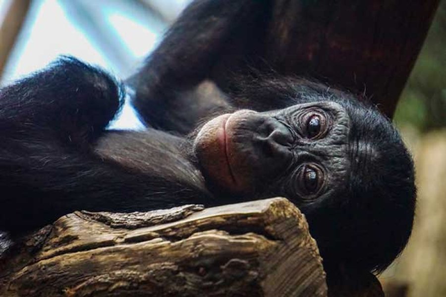 Un chimpancé joven.