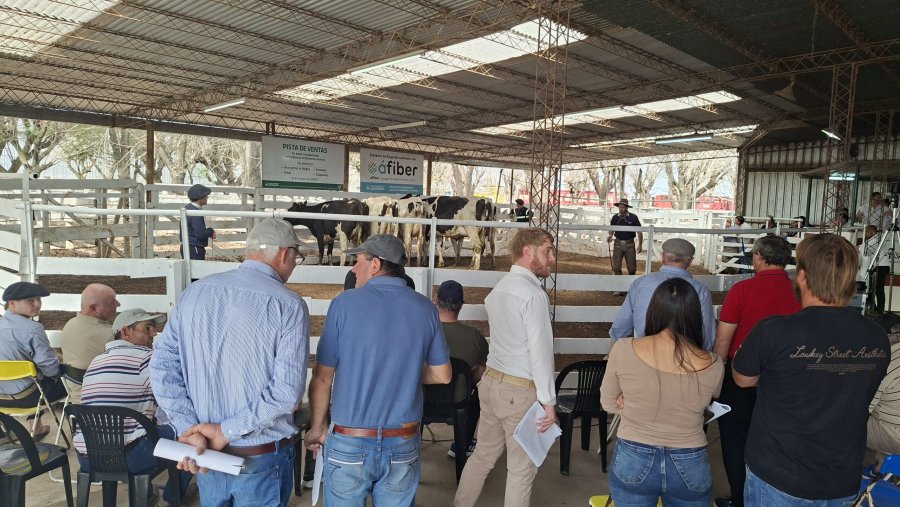 La Feria de Sarmiento fue sede de un remate de casi 400 cabezas de ganado.