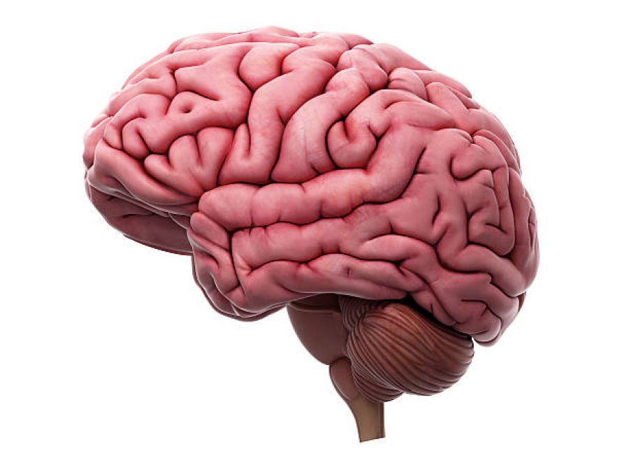 Nuevos descubrimientos para la salud cerebral.