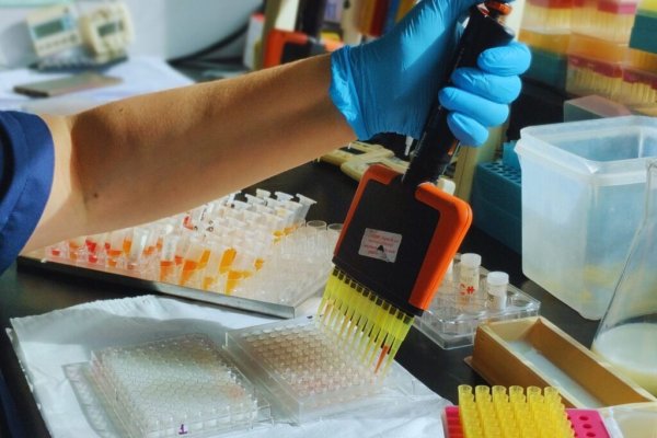 Fortalecen el Laboratorio del INTA Rafaela que es referencia mundial en tristeza bovina